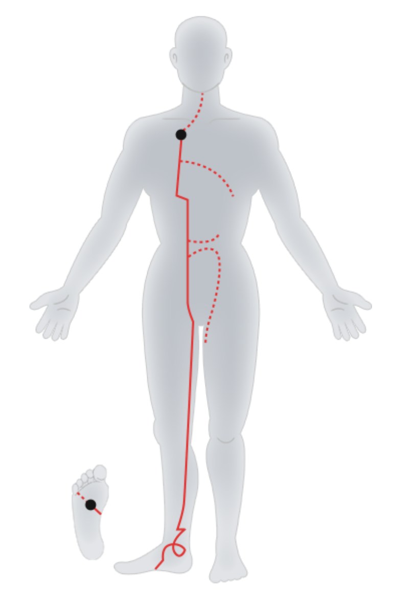 Foot-Shaoyin Kidney Meridian.jpg